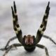 Brazilian Spider That Causes Painful Long Lasting Erection