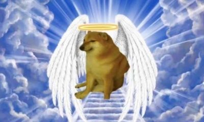Social Media Users Mourn The Death Of Cheems, The 'Doge' Meme Dog