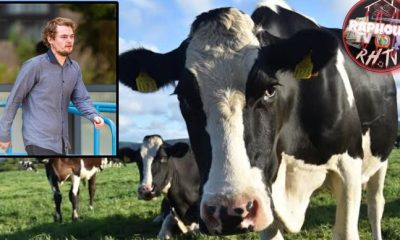 Man Pleads Guilty After He Was Caught Having Sex With A Cow