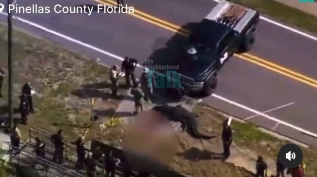 13-Foot Alligator Killed In Florida After Being Spotted With A Dead Body In It's Mouth