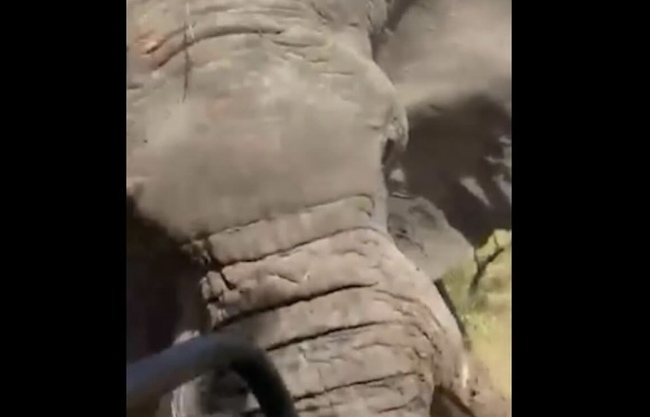 80-Year-Old American Woman Dies After Elephant Attacks During Safari Tour In Africa