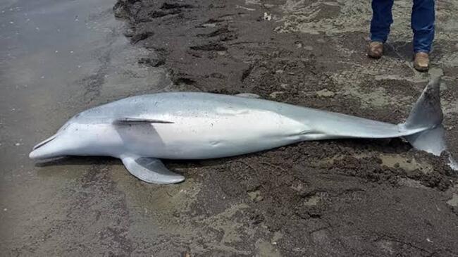 Feds Offering $20,000 Reward For Information On A Dead Dolphin Found With Multiple Bullet Holes