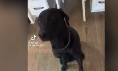 Dog Refuses To Eat His Food Until It's Owner Says Grace - Video