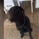 Dog Refuses To Eat His Food Until It's Owner Says Grace - Video
